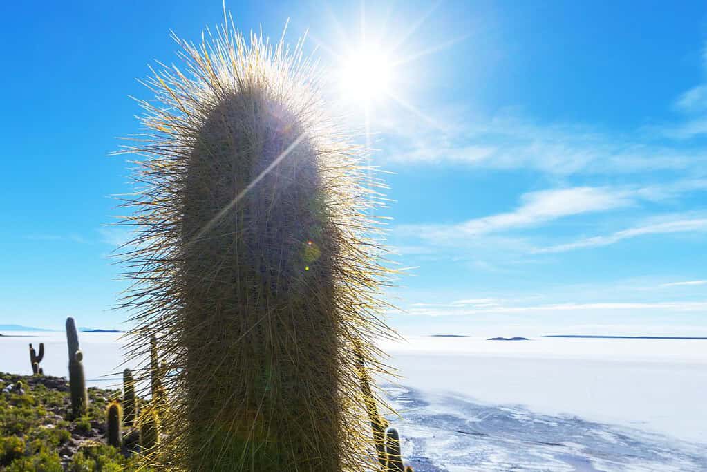 Travel To Salar De Uyuni Bolivia The Amazing Destination